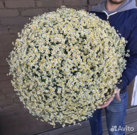 Ромашка цветы Букеты из ромашек