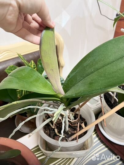 Цветы комнатные