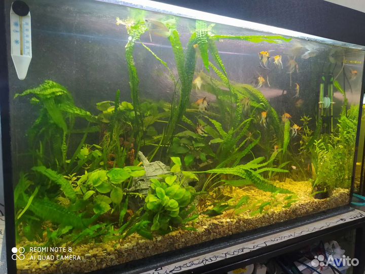 Аквариум со всем содержимым