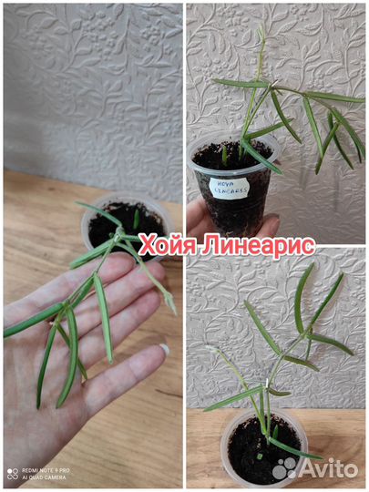 Хойя разные часть 2