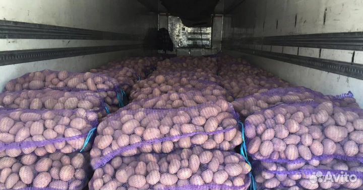 Картофель урожай 2024 опт