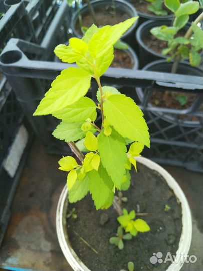 Спирея японская Голден Принцесс