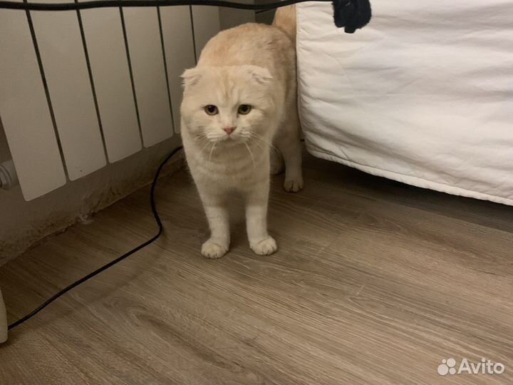 Шотландский вислоухий кот для вязки