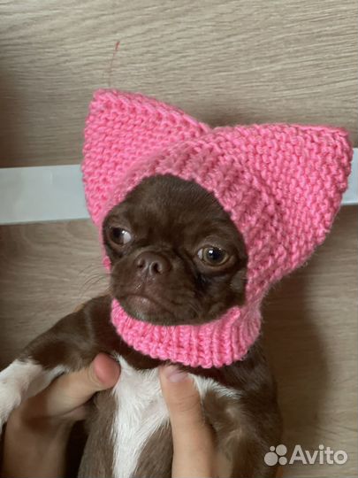 Шапочки для собак