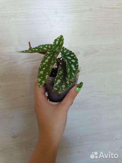 Бегония макулата