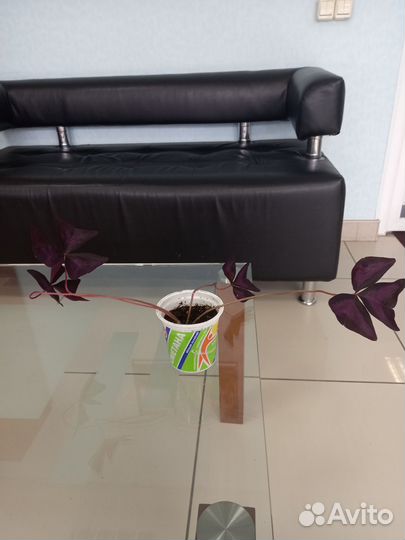 Кислица (оксалис)