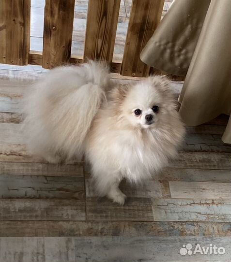 Мини шпиц девочки