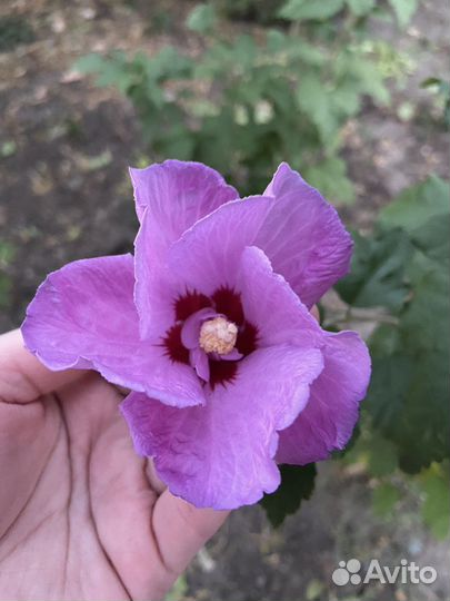 Гибискус уличный