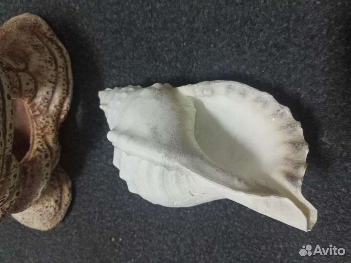 Морские ракушки раковины