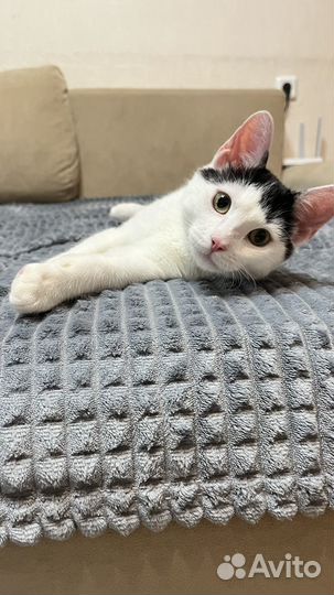 Кот в добрые руки