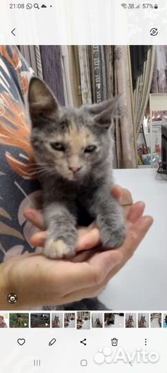 Кошка в дар