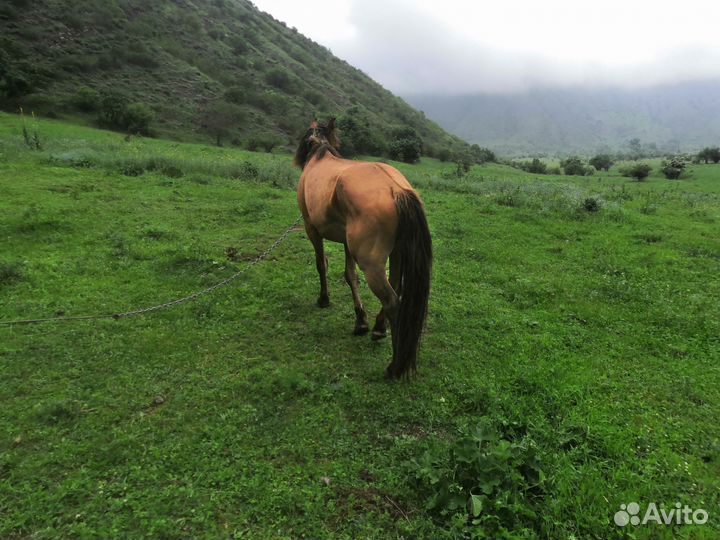Лошадь жеребец