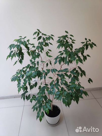Фикус большой