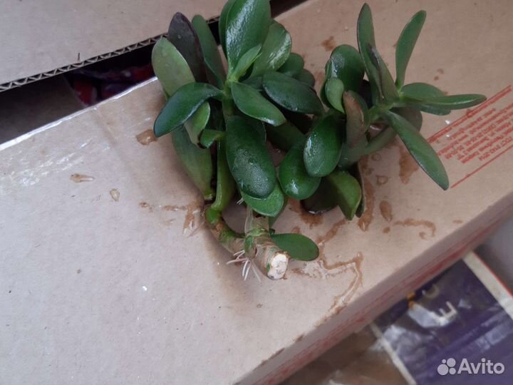 Укоренившиеся ростки толстянка