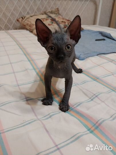 Канадский сфинкс котенок