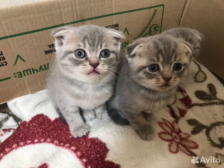 Вислоухие котята