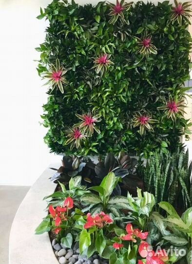 Живые растения для озеленение,фитомодулей,фитостен