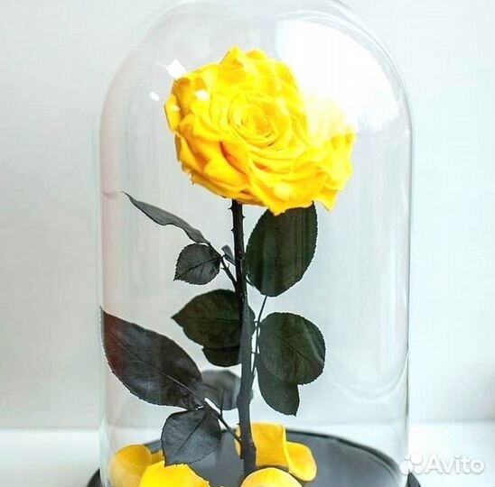 Живая роза в колбе