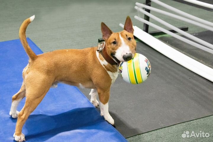 Дрессировка собаки в СПб