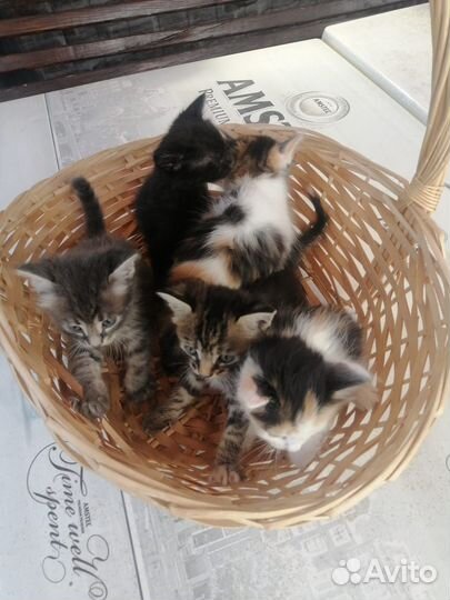 Котята в добрые руки