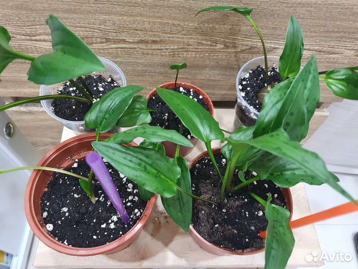 Дримиопсис пятнистый