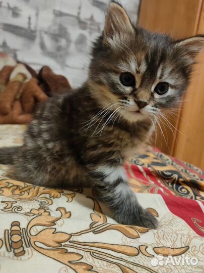 Отдам котенка в добрые руки