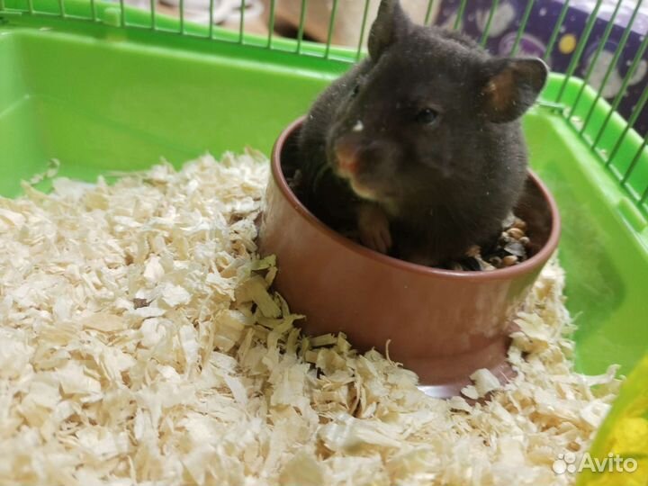 Хомяки вместе с клеткой