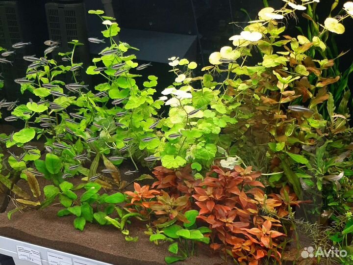 Неон черный