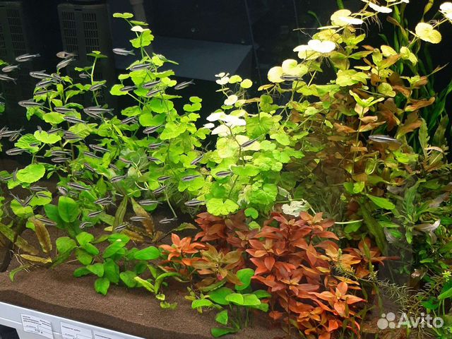 Неон черный