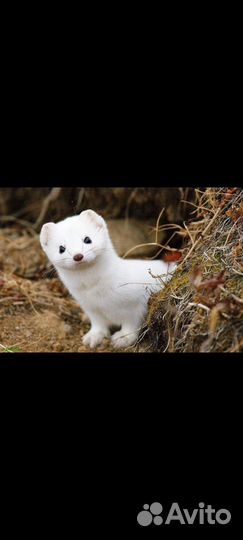 Норка Соболь Хорёк Ласка с доставкой по РФ