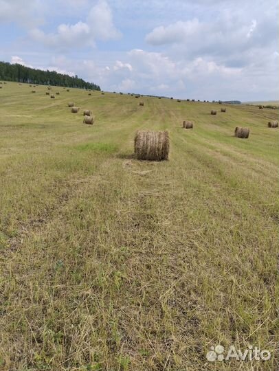 Сено в рулонах