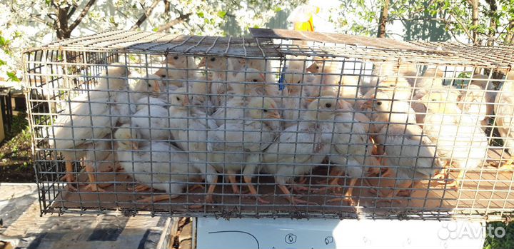 Петушки на откорм