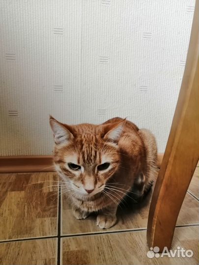 Кот в добрые руки