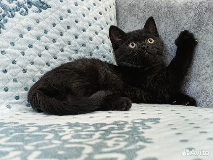 Котенок мальчик в добрые руки