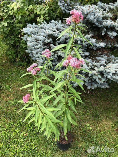 Ваточник мясо-красный или инкарнатный