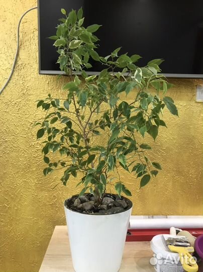 Фикус Бенджамина