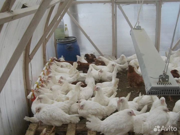 Куры несушки яичной породы