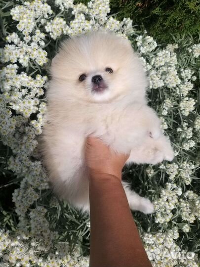 Кремовый Мишка Померанский шпиц