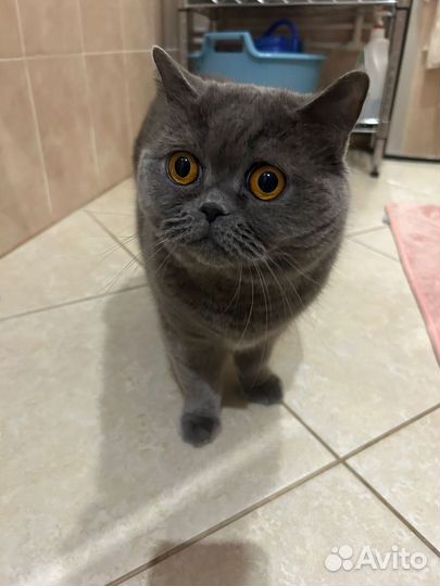 Кошки в добрые руки