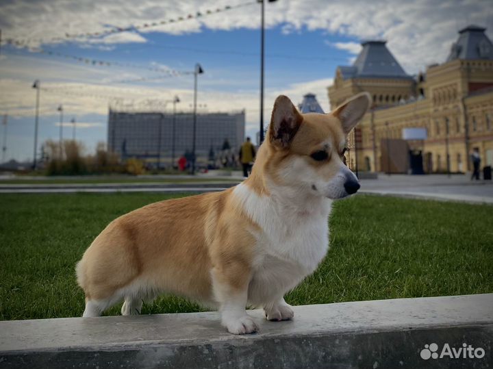 Собака для фотосессии корги. Фото с собакой корги