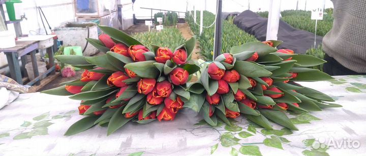 Тюльпаны оптом