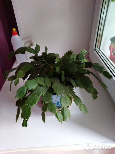 Домашние цветы