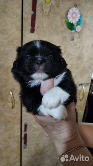 Щенки пекинеса