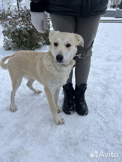 Малышка Сима 6 месяцев