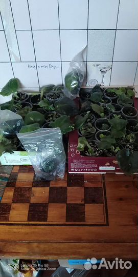 Листики укоренённые с детками