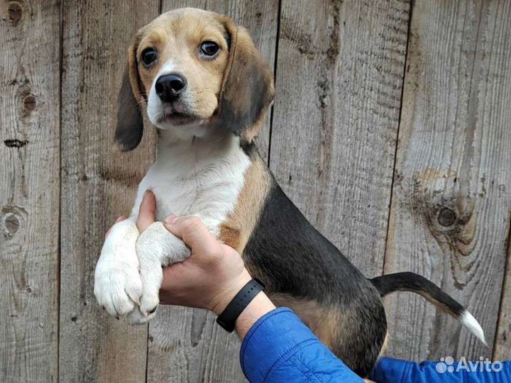 Щенки бигль