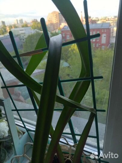 Гипераструм 3 луковицы