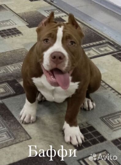 Щенки американского булли девочки