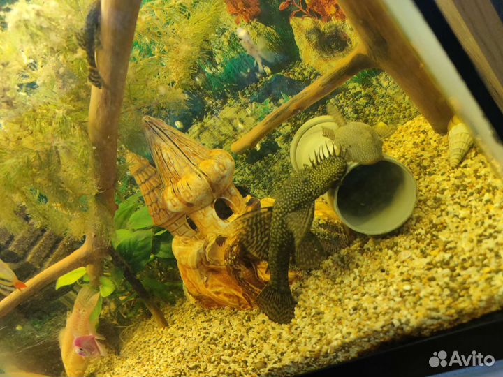 Аквариумные рыбки, растения