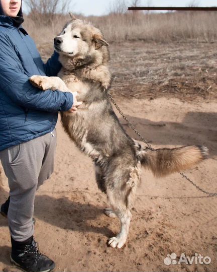 Аляскинский маламут ищет семью